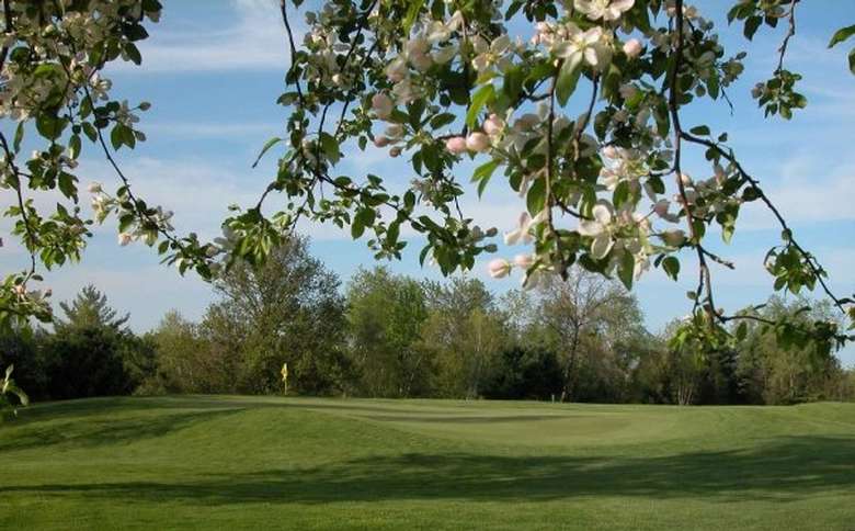 foliated trees on a golf course