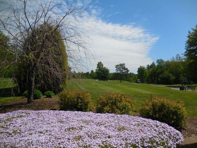 purple flowers at airway meadows golf course