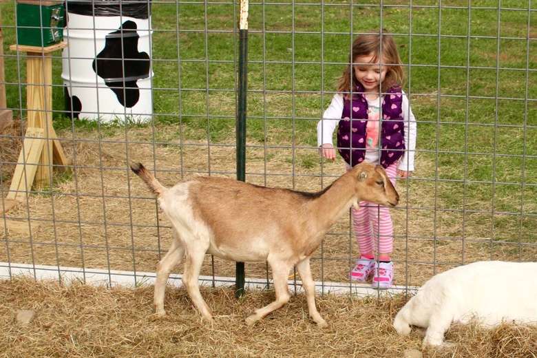 girl petting a goat through a fence