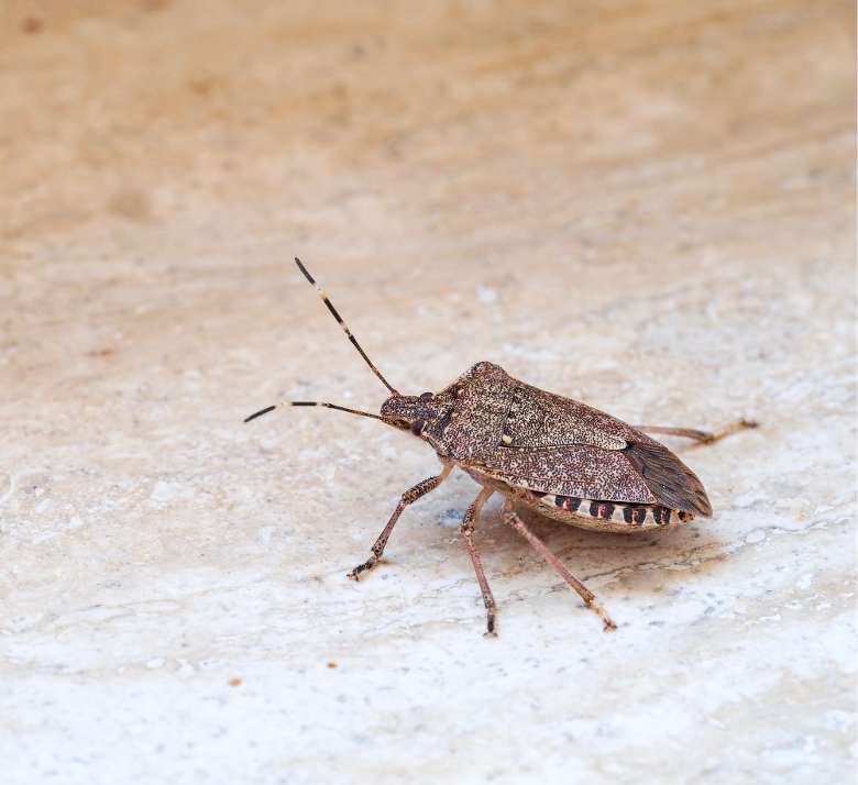 stink bug