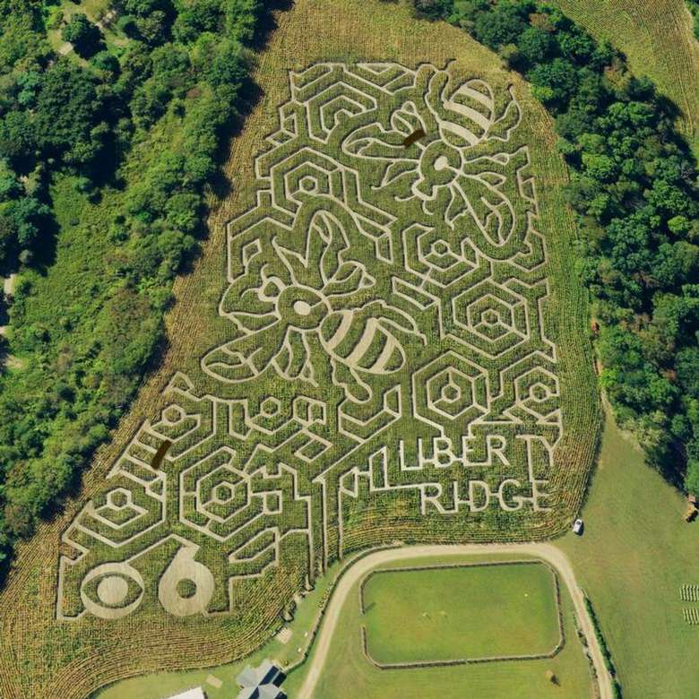 aerial view of a corn maze