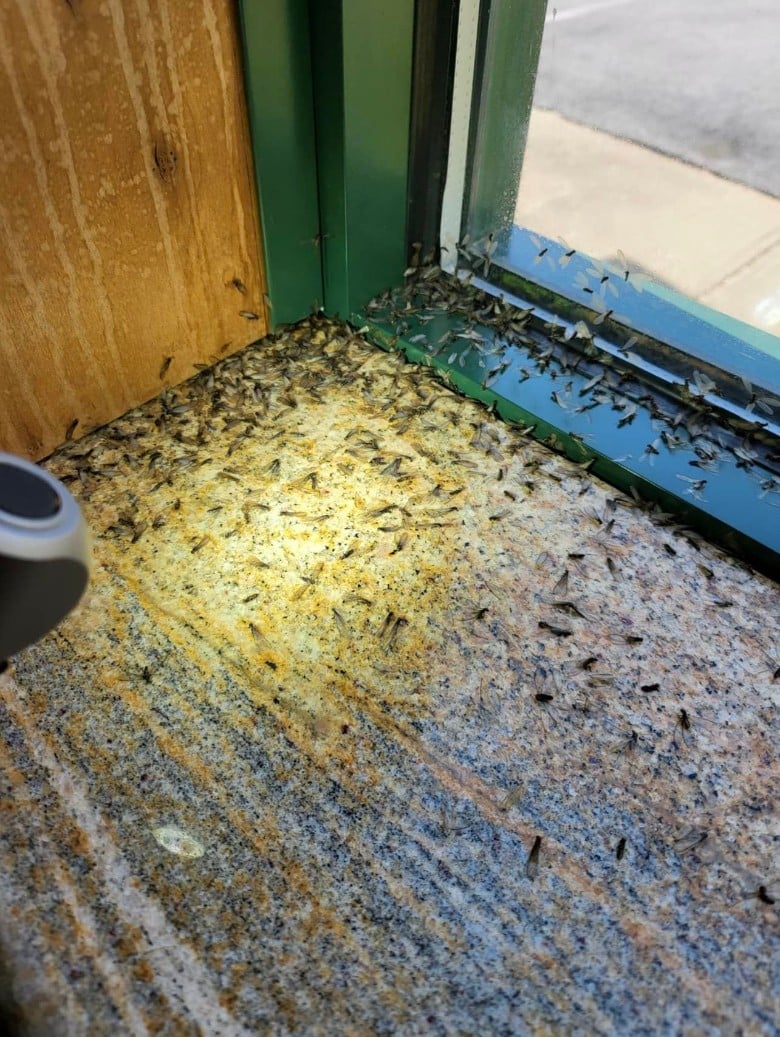 termites by a door