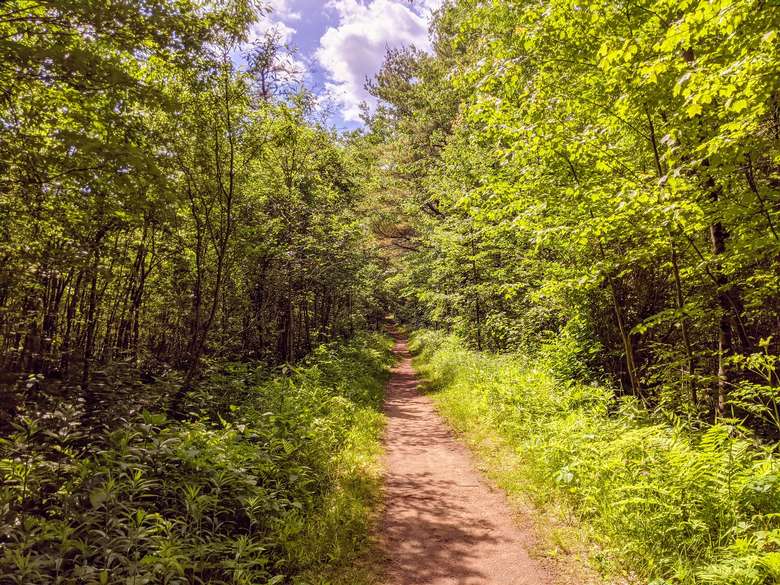 path in woods