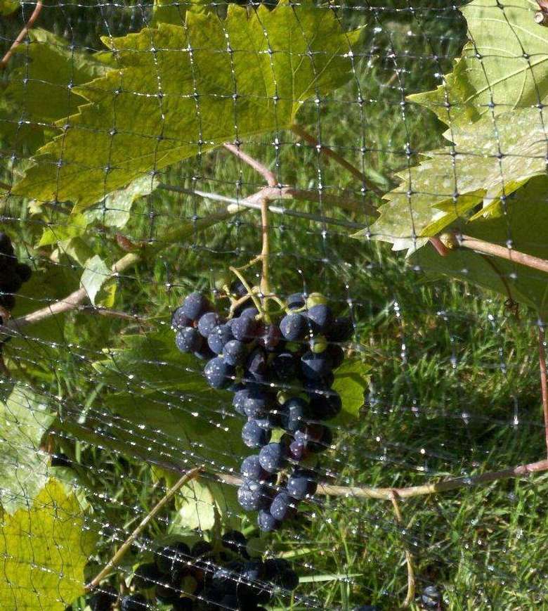 premium grapes on the vine