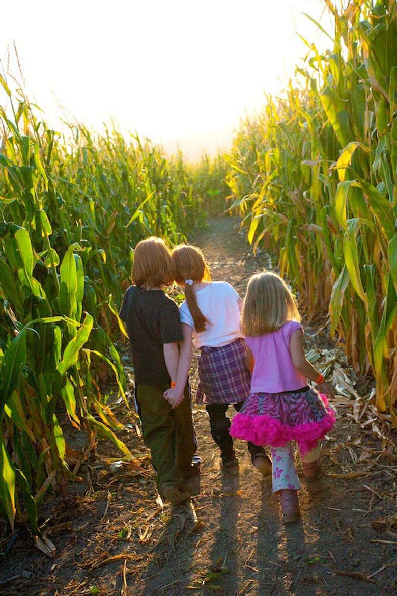 three kids in a corn maze