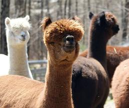 group of alpacas