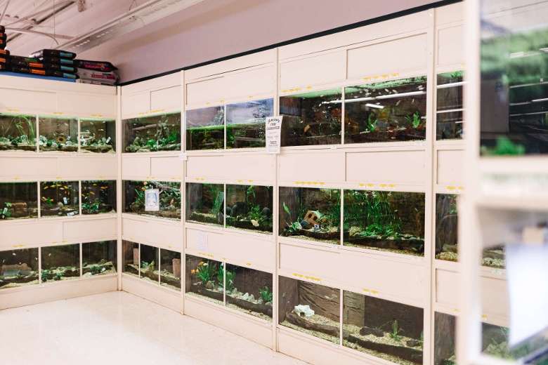 reptile area in a pet shop