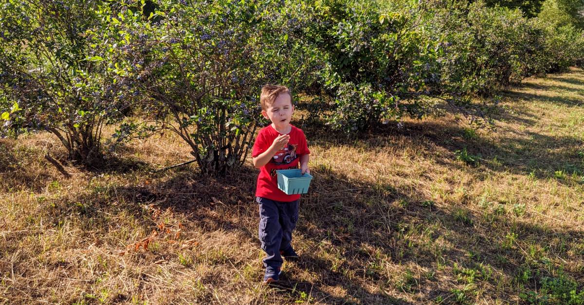 kid eats blueberries while blueberry picking