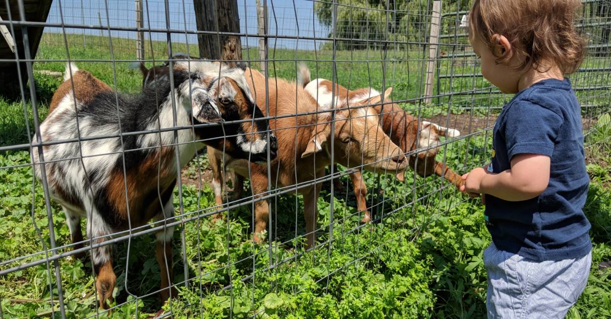 toddler feeds goats