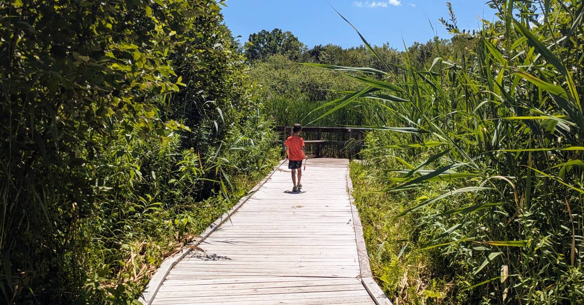 kid walking down wetland walkway at hovey pond park