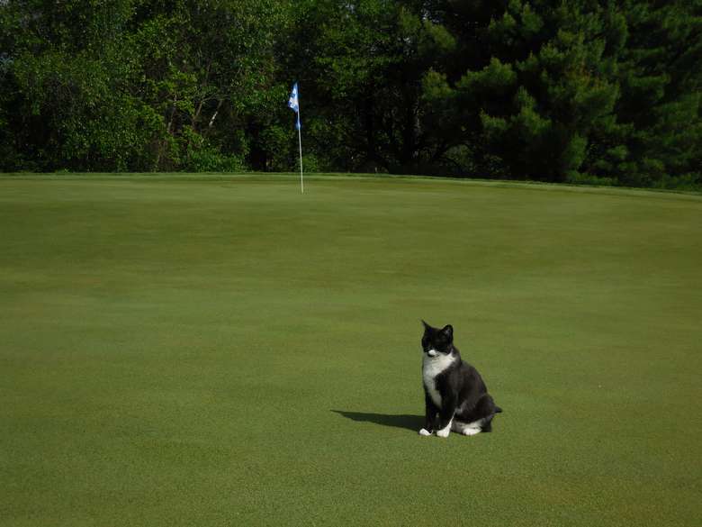 black and white cat sitting on a golf course green