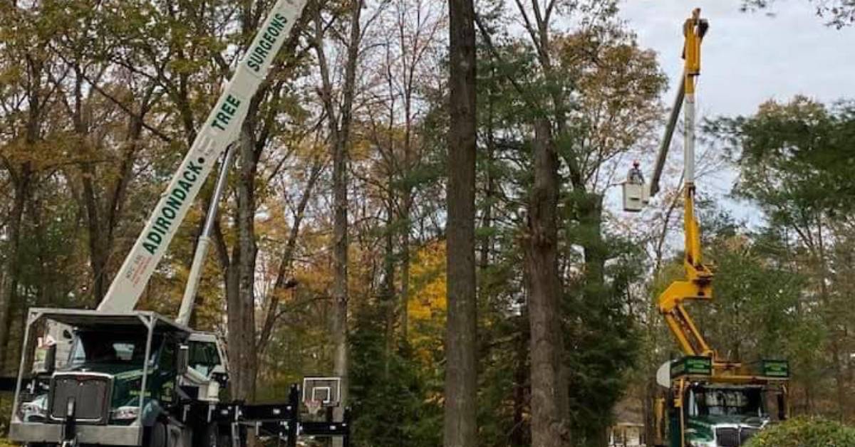 adirondack tree surgeons at work