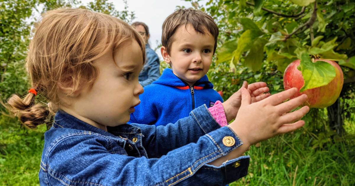 little kids apple picking