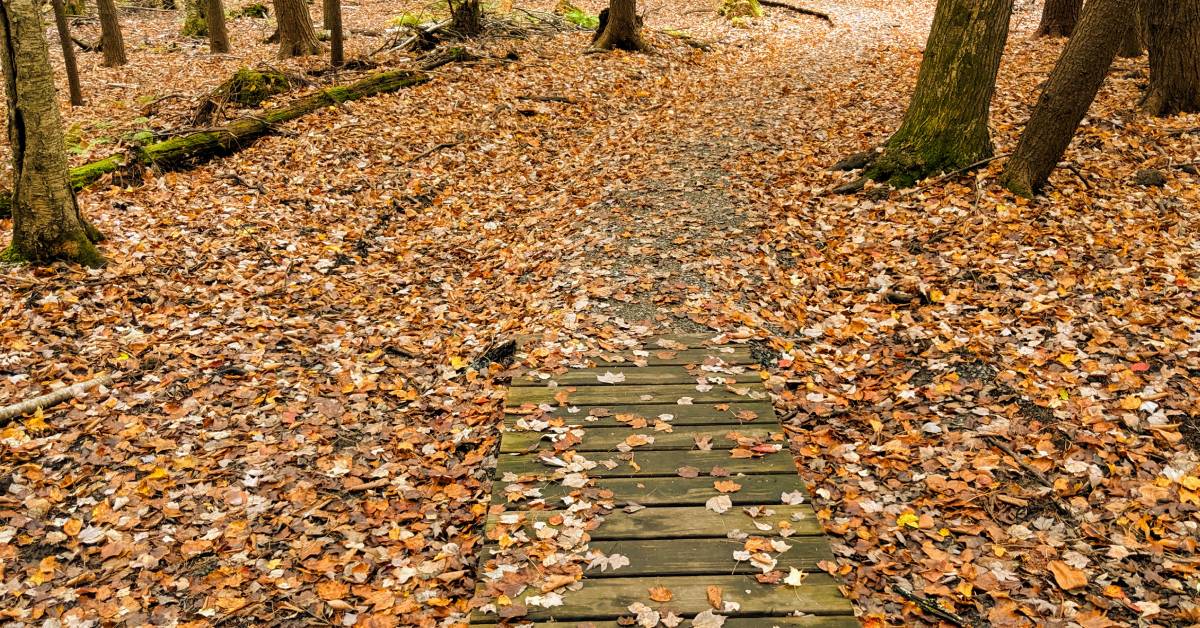 meadowbrook preserve path in fall
