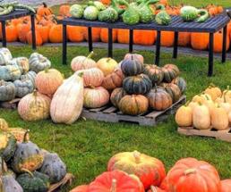 hand melon farm pumpkins