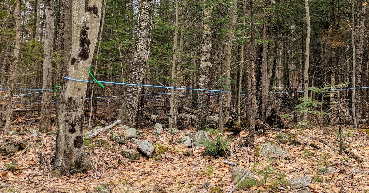 maple production in trees