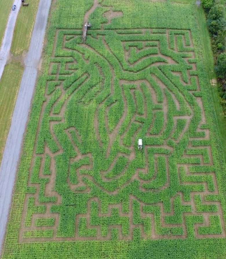 aerial view of a corn maze