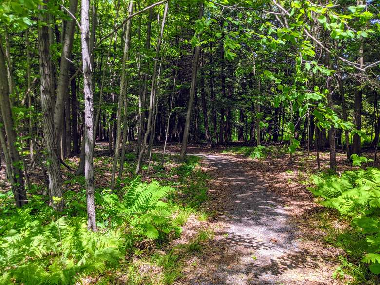 Curved path between trees