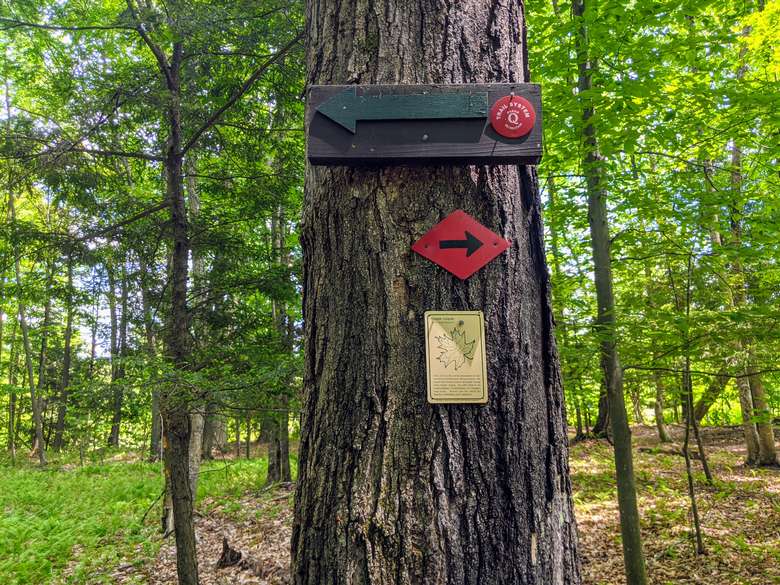 Arrows on a tree indicating path