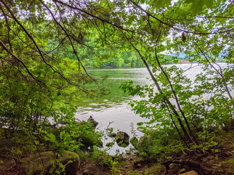 view of water through trees