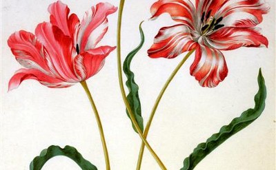 Three Tulips by Maria Sibylla Merian 