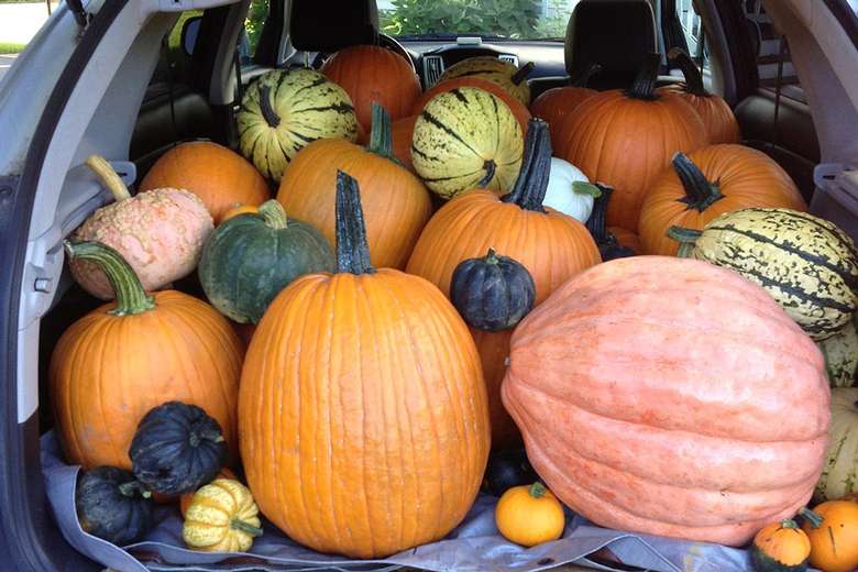 trunk of a car loaded with dozens of pumpkins big and small