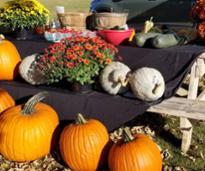pumpkins display