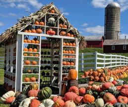 pumpkins on farm, stacked in shed