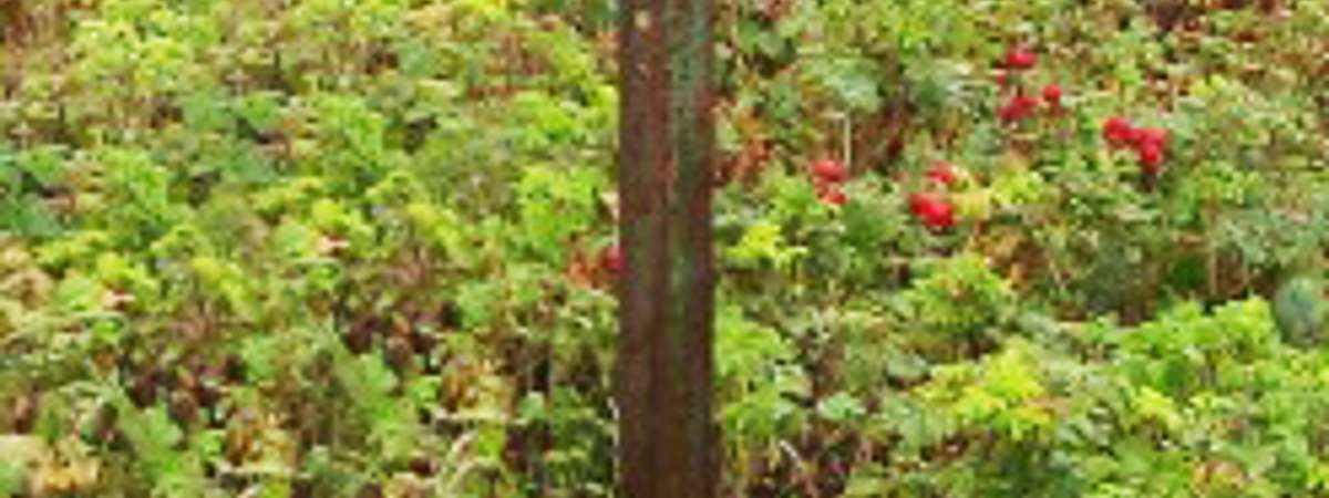 a garage sale bus stop sign