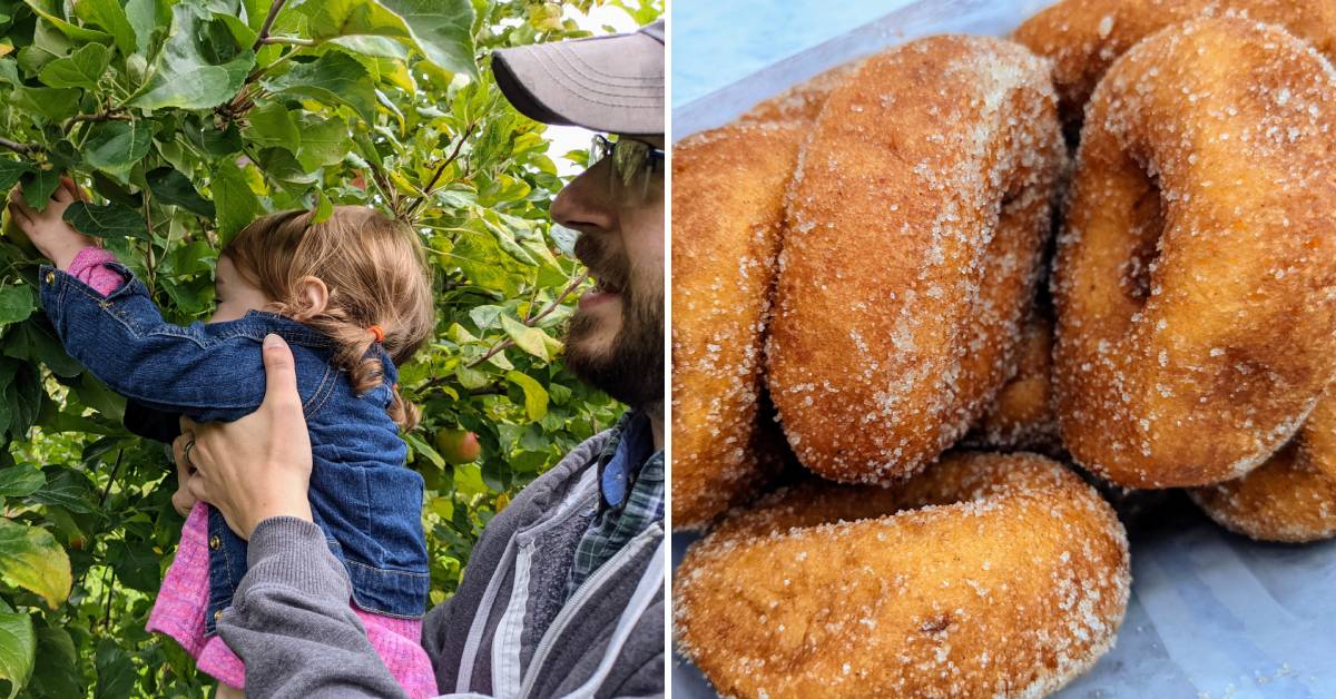 dad and toddler girl picking apples on the left, cider doughnuts on the right